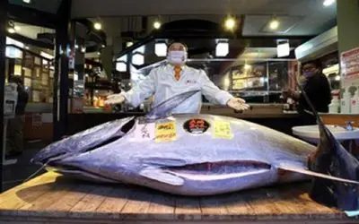 غذای خیابانی؛ بخاطر شکم اسکومبروئید عظیم جثه رو خام خام میخورن/ مرگ خاموش