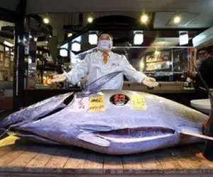 غذای خیابانی؛ بخاطر شکم اسکومبروئید عظیم جثه رو خام خام میخورن/ مرگ خاموش