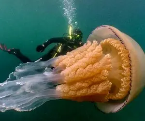 بزرگترین و غول پیکر ترین حیوانات و موجودات جهان 