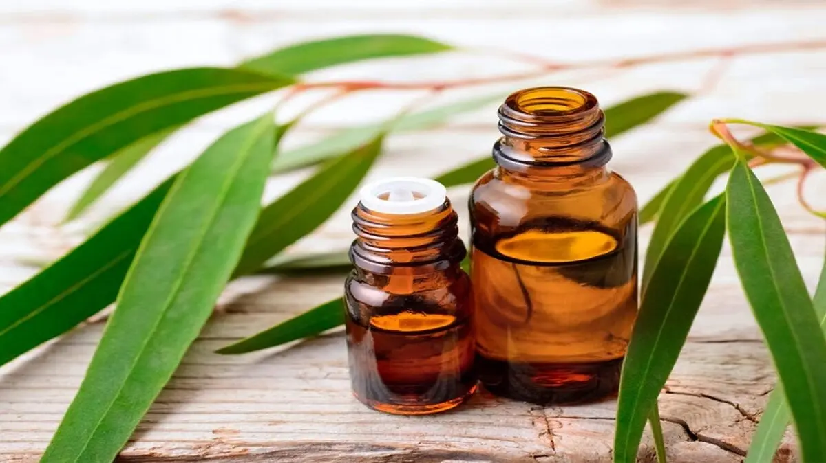 Eucalyptus-Oil_-Guide-To-Essential-Oils_-Andrew-Weil-M.D_911691436-1024x768-1