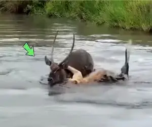 مستند حیات وحش؛ شیر پیگیر کل یالدار رو تو عمق 9 متری شکار کرد