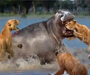 جذابیت حیات وحش / اسب آبی دهان گشاد به راحتی یک شیر را میکشد