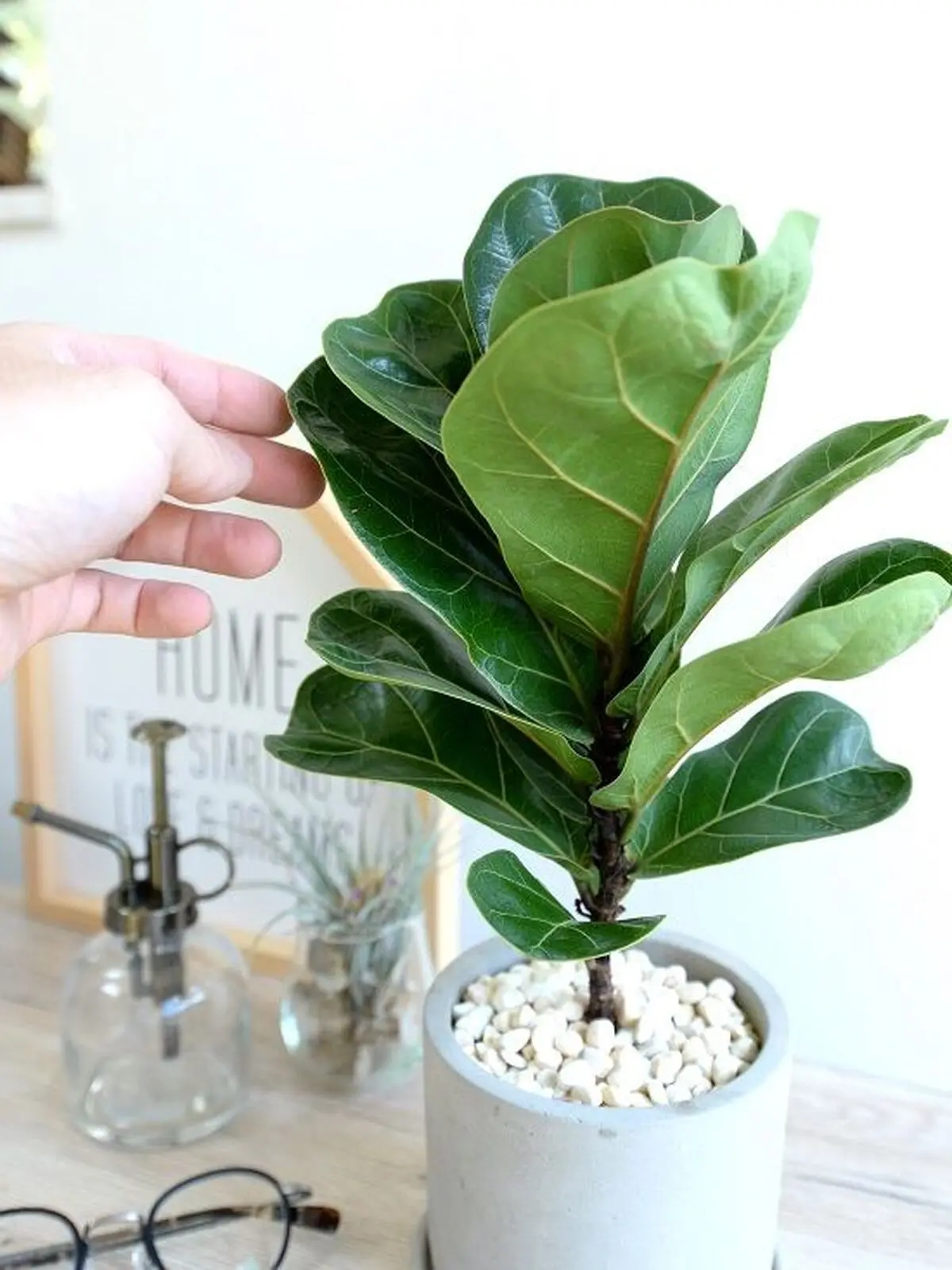 ficus-lyrata-7