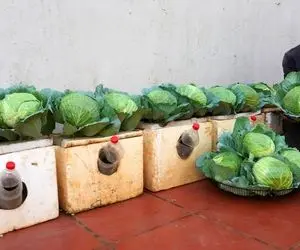 کشاورزی خلاقانه؛ باغچه نداری تو جعبه های یونولیتی کلم پیچ بکار اینم یه تقویتی بمب 