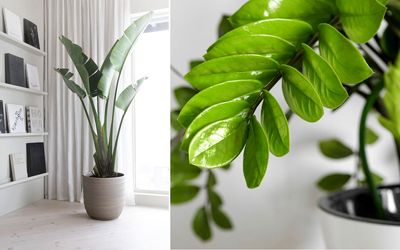 گیاهان آپارتمانی خاص که خونت رو متفاوت از همه خونه ها میکنن / معرفی و نحوه نگهداری