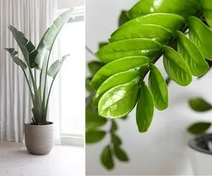 گیاهان آپارتمانی خاص که خونت رو متفاوت از همه خونه ها میکنن / معرفی و نحوه نگهداری