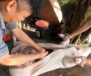 فرآوری خوک؛ خوک رو مثل بره شکمش و پر می کنن بعد حرامی رو آتیش بریان می کنن