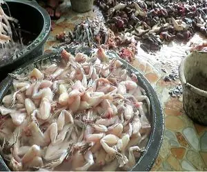 کارخانه حیوانات؛ قورباغه های سبز گوشتیو میندازن تو وایتکس با شیر و خامه میپزن