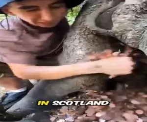 کاوش در طبیعت؛ بالاخره درخت ثروت توی اسکاتلند پیدا شد اینا تنه شون پول میده