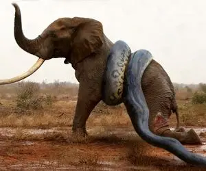 از بدایع حیات وحش؛ پیتون احمق از فرط گشنگی رفت سراغ بزرگ ها اما خودش منهدم شد