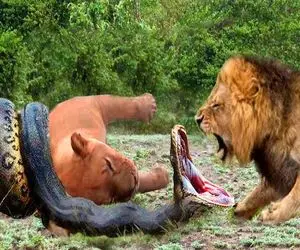 شاهکار حیات وحش؛ مار پیتون غول دور شیر لاجون حلقه زد دنده هاش که له شد بلعید