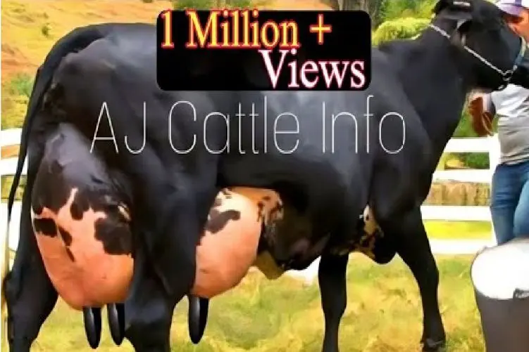 گاوهای باورنکردنی؛ گاو انقدر شیر داره گشاد گشاد راه میره