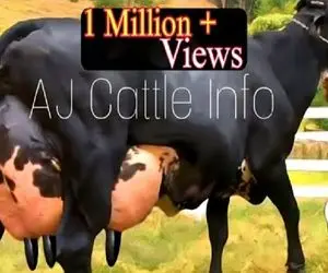 گاوهای باورنکردنی؛ گاو انقدر شیر داره گشاد گشاد راه میره