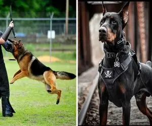 تربیت سگ گارد و نگهبان؛ پشه پر بزنه بگی بگیرش سه سوته نفله اش کرده سگت سامورایی!