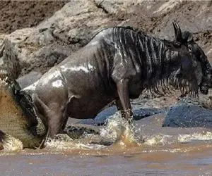 جذابیت حیات وحش/ عناد بیدادگرایانه کل یالدار و تمساح برای بلع و بلعیده نشدن