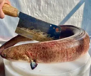 غذای چندش؛ سرآشپز مارماهی لزج رو زنده انداخت تو روغن داغ بعد سرخ شدن ریخت تو خورشت