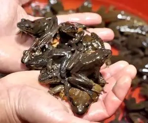 غذای زنده؛ مرده از مغازه قوباغه فروشی قورباغه زنده خرید روشون آب جوش ریخت میخ شدن