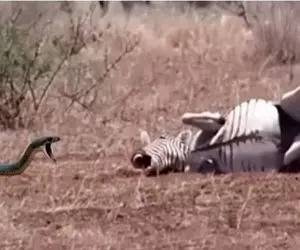 مستند حیات وحش؛ مامبای سیاه خر خط دار زد زمین جنگل رو باهاش ضیافت بده