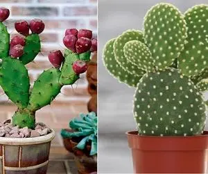 کاکتوس های ناز و گوگولی که میتونی هدیه بدی /  اینا انقدر شیکن که میشه برد خواستگاری!