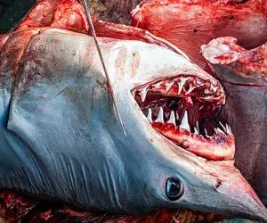 غذای خیابانی؛ کره‌ای ها یه کوسه انسان‌خوار و صید کردن سلاخی کردن خوردن