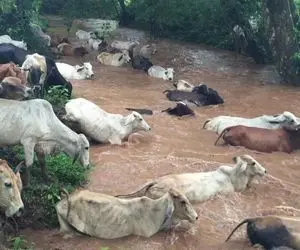 مستند حیات وحش؛ گاوهای پوست استخوان که به خاطر علف زدن به رودخانه خروشان