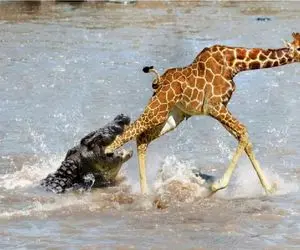 مستند حیات وحش؛ زرافه پاهای دراز نازشو گذاشت تو قلمرو تمساح کلکش کندن