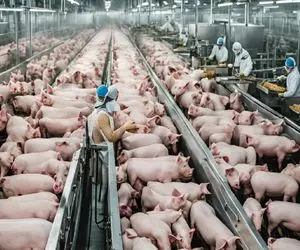 فرآوری خوک؛ خوک لجن صورتی بعد گردن زنی جوشوندن اسلایس میکنه و میلیاردی بفروشه