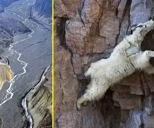 شاهکار حیات وحش؛ وقتی این بزها با سم هاشون به جاذبه نیوتن نیشخند می زنند