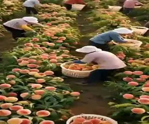 کشاورزی نوین؛ خودشونم باورشون نمیشد مزرعه هلوشون انقد بار بده کل اهالی دهات اومدن درو