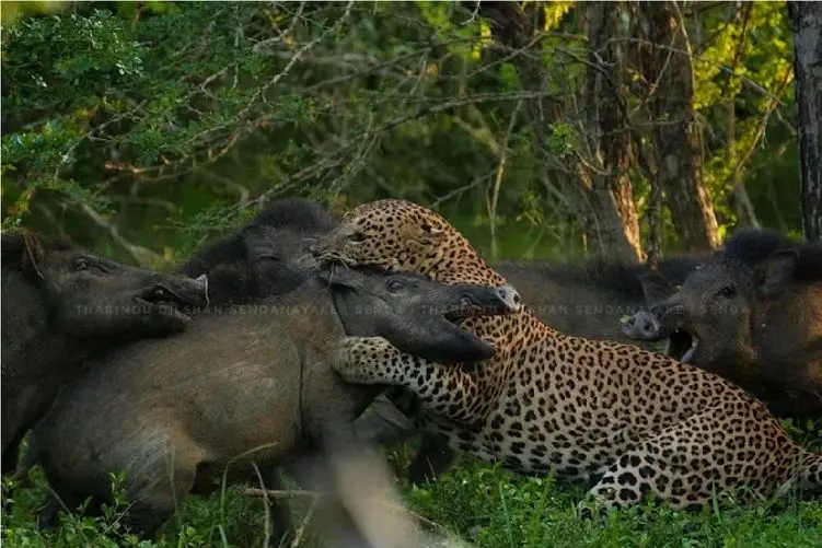 مستند حیات وحش؛ پلنگ که گراز میگرفتی همه عمر دیدی که گراز چگونه پلنگ گرفت