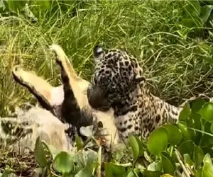 مستند حیات وحش؛ پلنگ استراتژیک تمساح را به نیش کشید