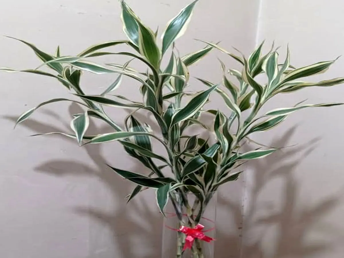 Feng-Shui-red-ribbon