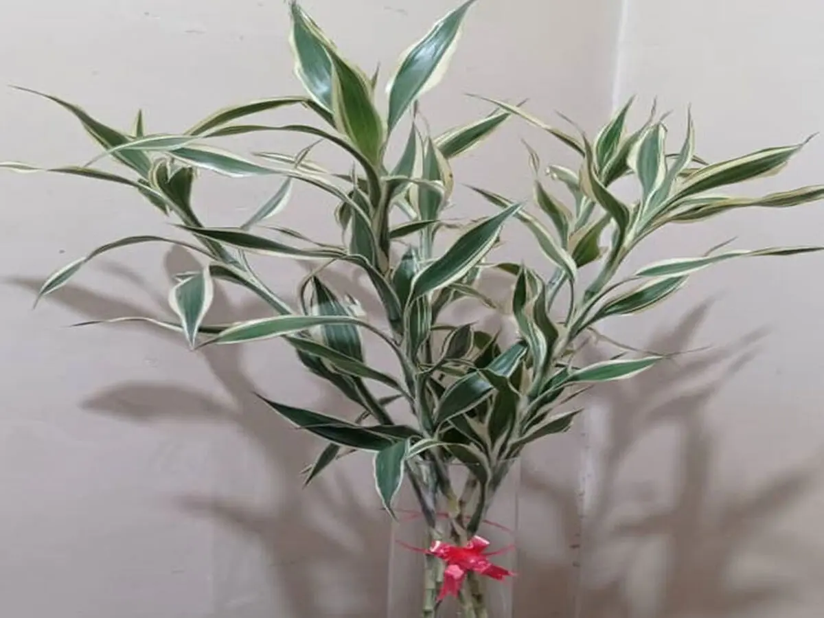 Feng-Shui-red-ribbon