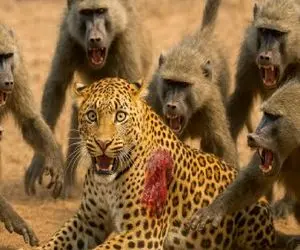 شاهکار حیات وحش / بابون های سفاک همدستی کردن برای زمین زدن یوزپلنگ سریع