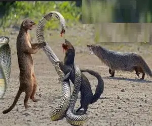 شاهکار حیات وحش / مار شرور پیچید به طعمه اشتباهی کارش زار شد