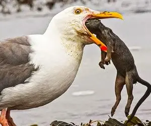 از جذابیت های حیات وحش؛ مرغ دریایی اینقدر دهنش رو باز کرد تا کله میمون رفت توش