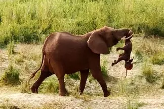 مستند حیات وحش؛ فیل سوگواری که نمی تونه بچه مرده‌اش را رها کند