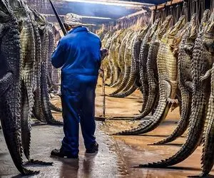  فرآوری تمساح؛ پوست تمساح و زنده رنده کرد درسته به سیخ کشید رو آتیش کبابی کرد