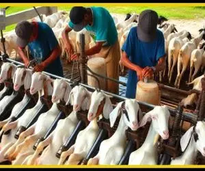 فرآوری گوسفند؛ باسن بزهای سفیدو با دریل سوراخ میکنن تا پوستش راحت دربیاد بشه کیف