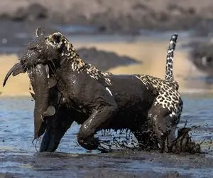 از جذابیت های حیات وحش؛ پلنگ مفلوک واسه یه گربه ماهی بد بو تا کمر شیرجه زد تو باتلاق