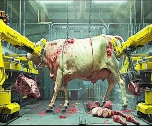 فرآوری گاو؛ گاو رو به صلابه میکشن از گوشتو پوستو شیرو مدفوعش هم بهره کشی میکنن