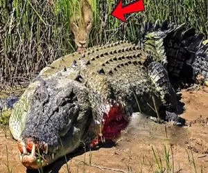 جذابیت‌های حیات وحش؛ شیر بدسگال که بعد کندن دست تمساح فرار کرد برگشت ببلعتش