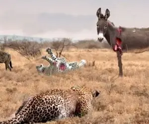 مستند حیات وحش؛ خر رم کرده پلنگ و کفتار نمیشناسه