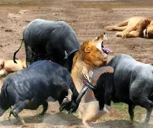 شاهکار حیات وحش؛ بوفالوها مذبوحانه با شاخ شیر شریر سوراخ کردن کفتار دد بلعید