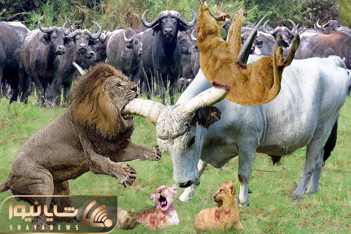 گاو باورنکردنی؛ گاو غول با 5 متر شاخ بعد حمله شیر شریر هلیکوپتری زد شرحه ش کرد