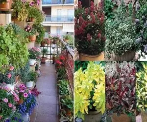 گیاهان مناسب بالکن های کم نور / همیشه سبز در تمام فصول و مقاوم در برابر گرما و سرما