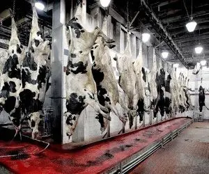 فرآوری گاو؛ گاو خوش رنگ غول از پا آویزون پوستشو جدا و چرخ میکنه سوسیس ناب شه