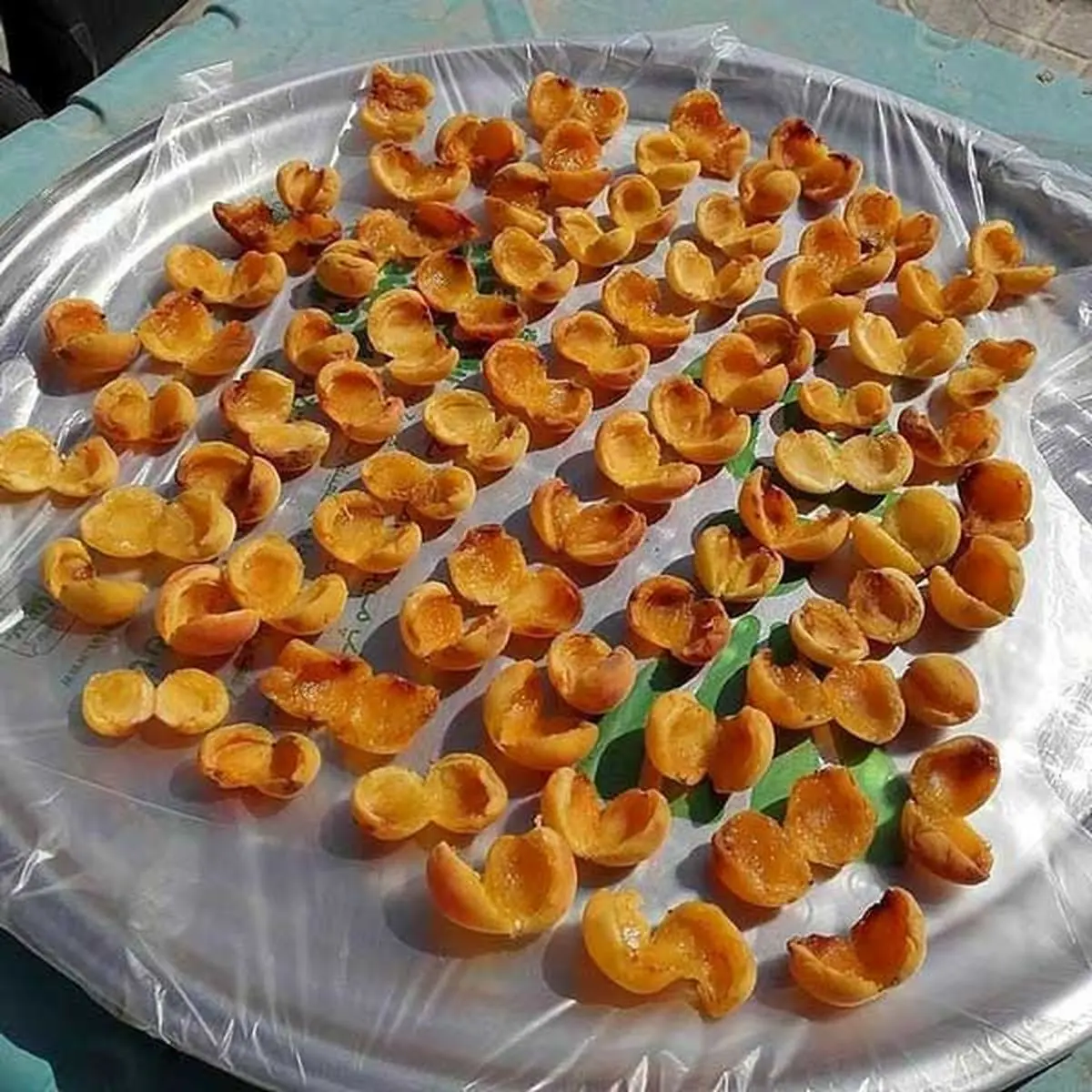 drying-apricots-7