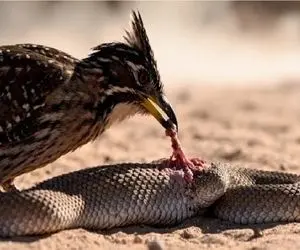 مستند حیات وحش؛ پرنده دونده دل و روده مار بیرون کشید ببلعه