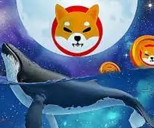 چرا نهنگ های شیبا ازخواب بیدارشده اند؟